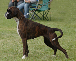 Corona von der Martinshöhe